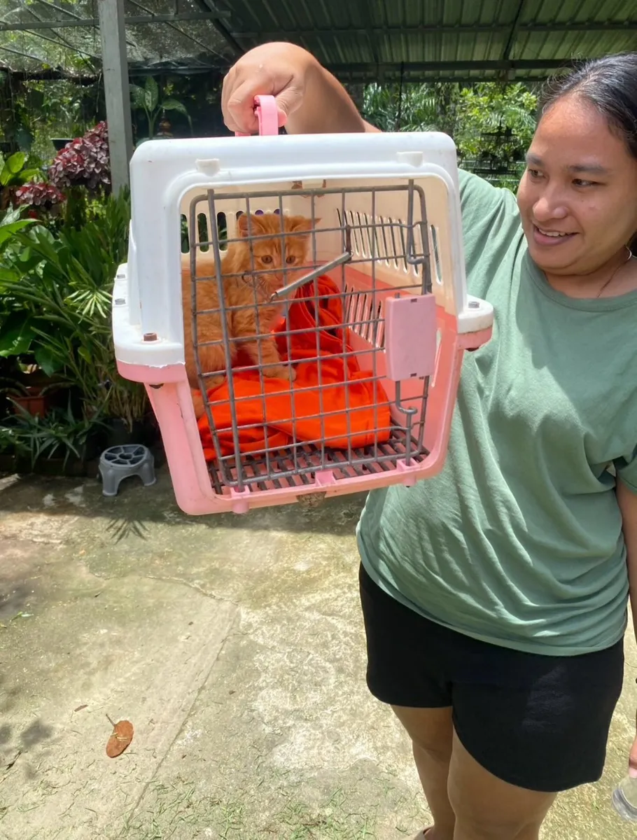 Owner receiving the ginger kitten in its pink carrier