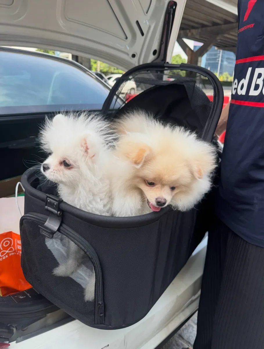 Two Pomeranians in their pet carrier