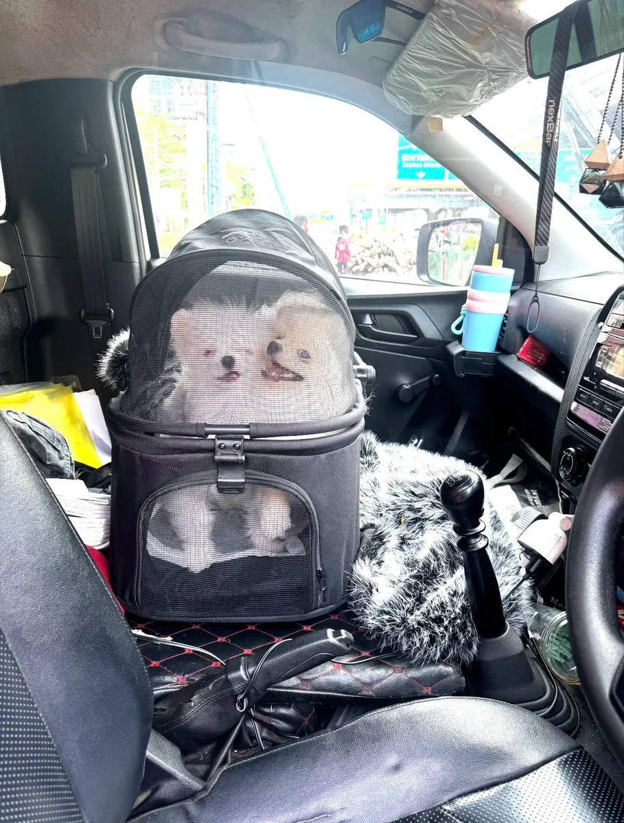 Pomeranians riding in their carrier on the front seat