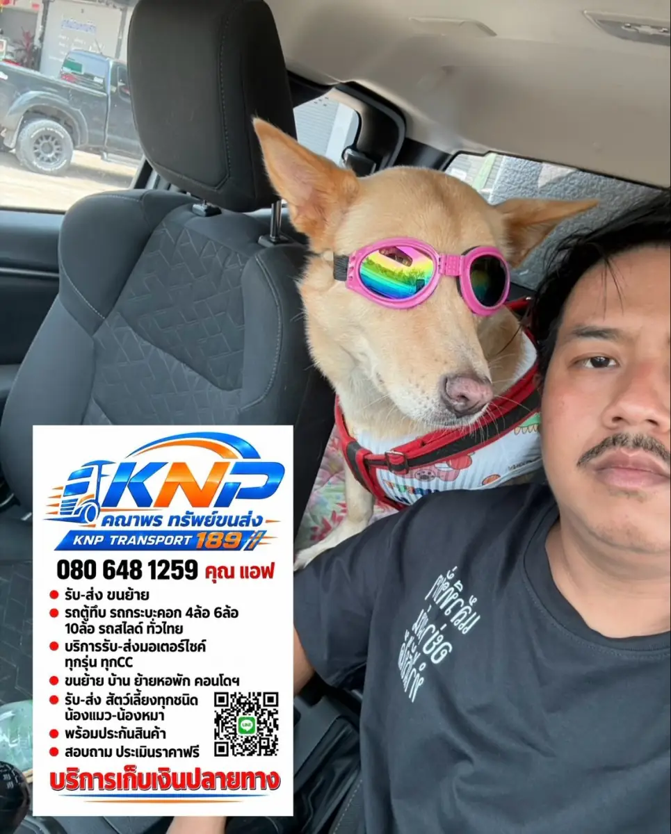 Dog in pink sunglasses riding beside the driver