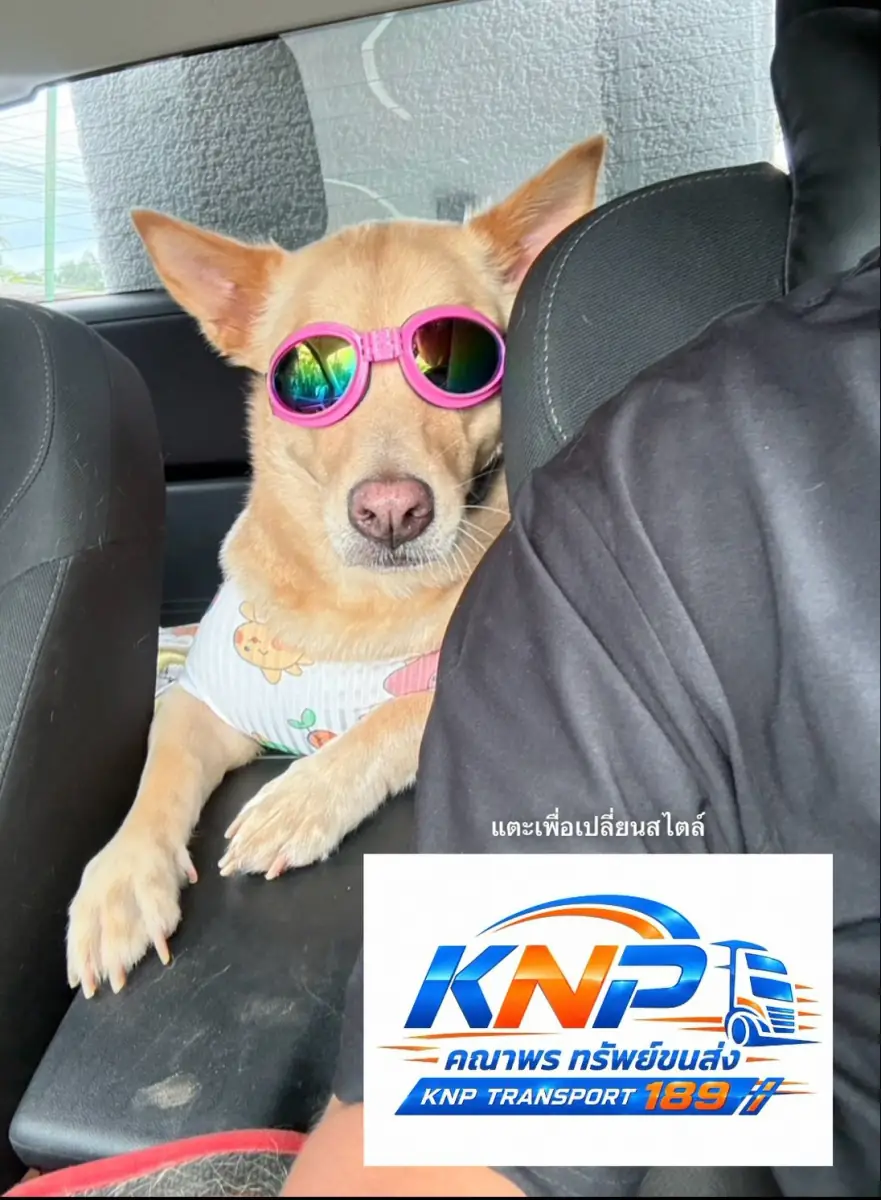 Dog in sunglasses riding on the car seat